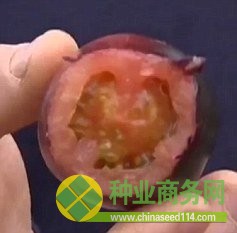 以色列培育&ldquo;黑色星系&rdquo;西紅柿 預(yù)計(jì)年內(nèi)上市
