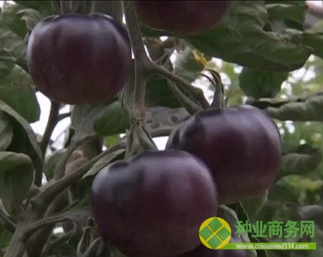 以色列培育&ldquo;黑色星系&rdquo;西紅柿 預(yù)計(jì)年內(nèi)上市