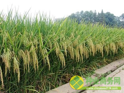 圖文：隆平種業(yè)&mdash;中國種業(yè)的領跑者