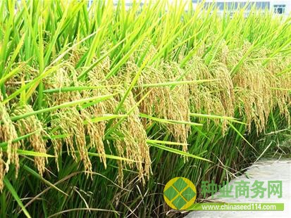 圖文：隆平種業(yè)&mdash;中國種業(yè)的領跑者