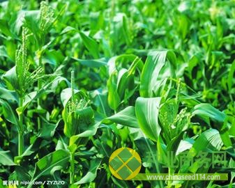 玉米種過不過硬送到海南先試種