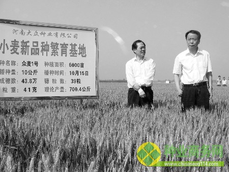 全國(guó)糧食看河南小麥豐收看品種