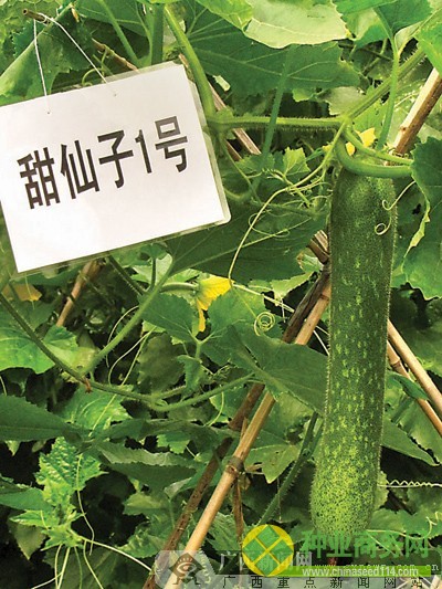 西大博士10多年培育 可生吃的節(jié)瓜"甜倒"北京客商