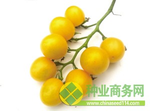 明黃色的&ldquo;夏日陽(yáng)光&rdquo;