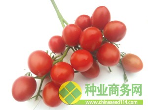 粉紅色的&ldquo;千禧&rdquo;