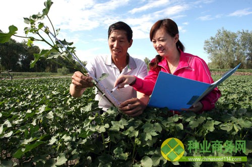 新疆29團(tuán)棉花制種&ldquo;精益求精&rdquo;