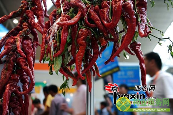 新疆國際農(nóng)業(yè)（種業(yè)）博覽會新奇作物惹人眼