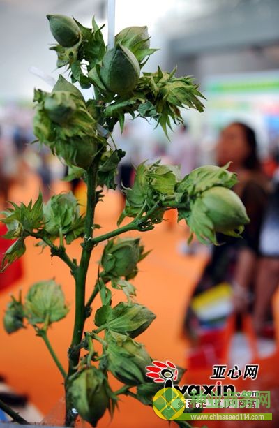 新疆國際農(nóng)業(yè)（種業(yè)）博覽會新奇作物惹人眼