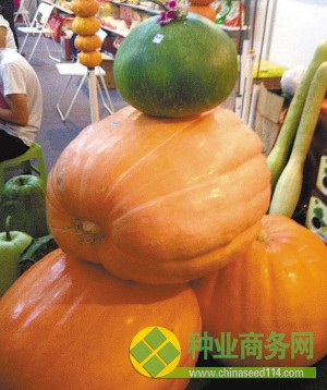 除了室內(nèi)展區(qū)外，每年農(nóng)博園里最吸引游人的還有室外展區(qū)，在南瓜園里，最大的農(nóng)博2號大南瓜已有近1000斤，號稱&ldquo;瓜王&rdquo;。1000斤的南瓜大明星引來不少游客爭相合影留念。