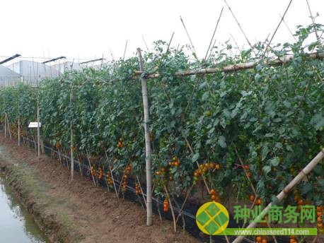 我局舉辦廣州市蔬菜新品種展示觀摩會(huì)