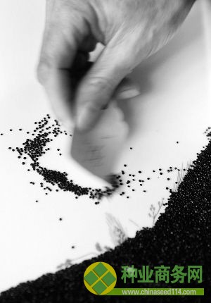 11月28日,一位科技人員正在挑選優(yōu)質刺莧種子。