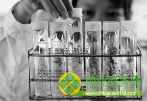 11月28日,一位科技人員正在離體培育木薯種質資源。