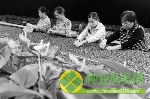 11月28日，工人們在培育貴重藥用植物鐵皮石斛。