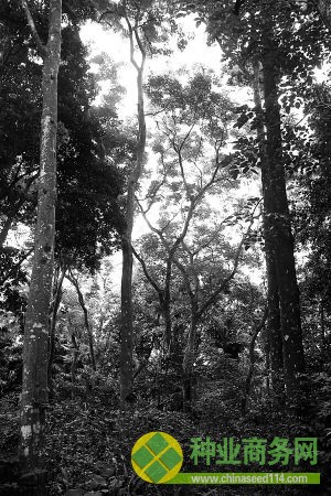 中國熱帶農業(yè)科學院植物園內的海南瀕危珍稀植物坡壘。