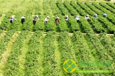 南繁工作人員在勞動(dòng)