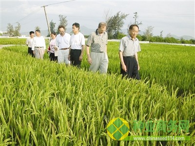 &ldquo;雜交水稻之父&rdquo;袁隆平（前）在工作中