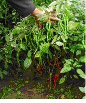 太空育種-辣椒王