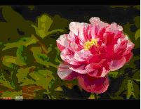 這是太空育種的牡丹