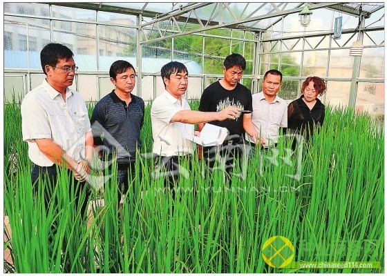 李開斌（左三）和他的水稻品種選育創(chuàng)新團(tuán)隊(duì)。