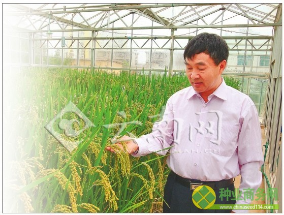 李開斌（左三）和他的水稻品種選育創(chuàng)新團(tuán)隊(duì)。