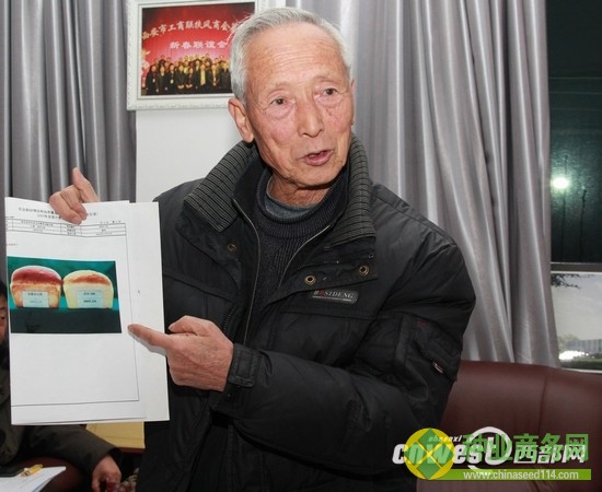 提到自己培育的小麥品種，趙瑜很是驕傲