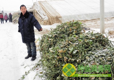 還沒等結(jié)出黃瓜，藤就枯了，菜農(nóng)們不得不拔掉瓜藤。