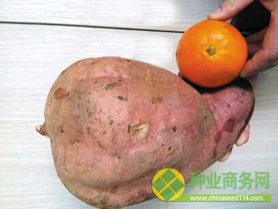 收獲地瓜的村民說，頭一次見到這么大的地瓜。