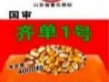 齊單1號玉米種安徽區(qū)域代理