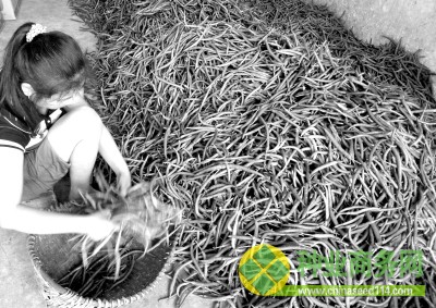 辣椒賣不出去 椒農(nóng)很&ldquo;椒&rdquo;急