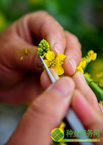一位農(nóng)民在季核亮的試驗(yàn)大棚中為出于蕾期的白菜花進(jìn)行人工授粉（3月20日攝）。新華社記者 張超群 攝
