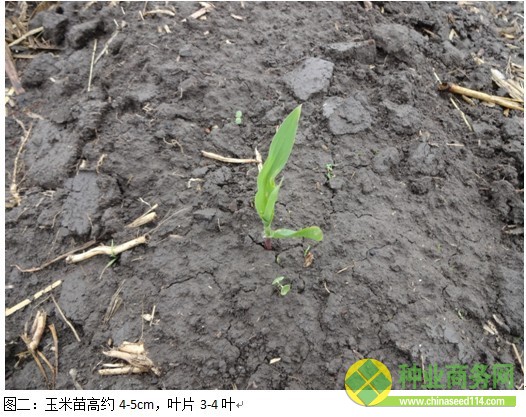 糧網(wǎng)考察一：吉林西部玉米春播基本完成 余糧不足兩成