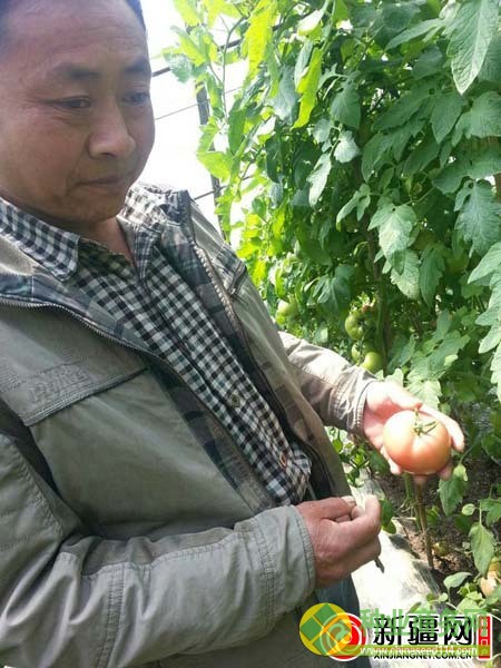 5月19日，朱貴生正在自家的蔬菜大棚里給番茄打葉、除蟲。