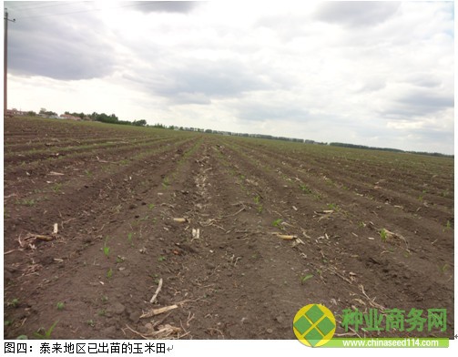 糧網(wǎng)考察二:黑吉交界玉米出苗較好 種植成本同比降低