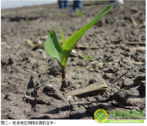 糧網(wǎng)考察二:黑吉交界玉米出苗較好 種植成本同比降低