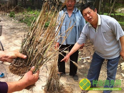 沒有結(jié)麥穗的小麥（攝影 張巖）