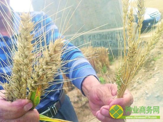 農民所展示的麥穗