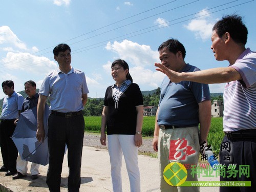 6月17日，省農(nóng)業(yè)廳巡視員青先國（右四）到湘鄉(xiāng)巡視早雜新組合&ldquo;株兩優(yōu)2008&rdquo;種植情況。市政協(xié)主席潘如心（右三）一同巡視。