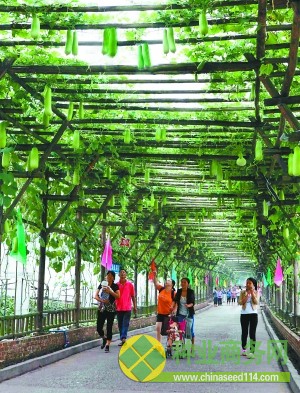 綦江現(xiàn)代農(nóng)業(yè)科技博覽園開園，40多種太空培育的奇異花果、蔬菜亮相