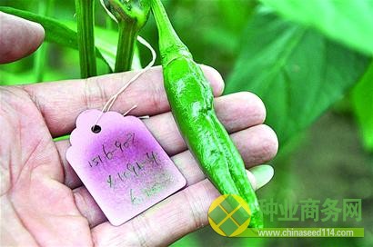 青島育出最紅太空辣椒 國內種植達百萬畝(圖)