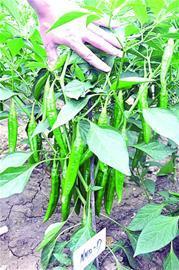 青島育出最紅太空辣椒 國內種植達百萬畝(圖)