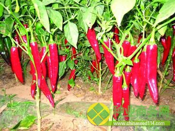 青島育出最紅太空辣椒 國內種植達百萬畝(圖)