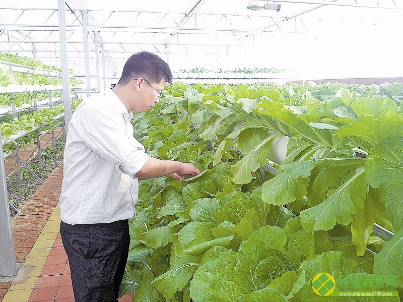 圖1:技術(shù)人員在查看白菜長勢