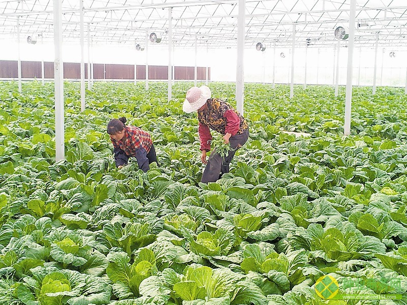 圖1:技術(shù)人員在查看白菜長勢