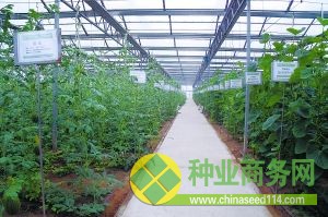豐臺莊戶溫室新品種展示