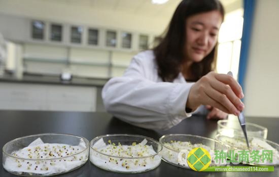 27日上午，北京市種子質(zhì)量檢測(cè)服務(wù)中心正式揭牌。圖為工作人員對(duì)種子進(jìn)行篩選。千龍網(wǎng)記者 張啟新 攝