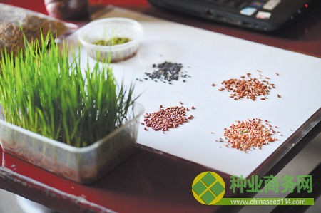 瀏陽(yáng)種出七色彩稻