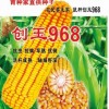 創(chuàng)玉968(玉米）