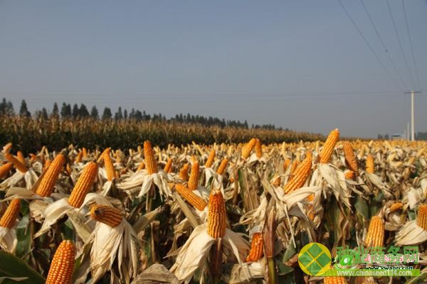 圖片其版權(quán)均歸原作者所有，未經(jīng)許可嚴禁轉(zhuǎn)載或建立鏡像，如需轉(zhuǎn)載，請與作者或本站聯(lián)系