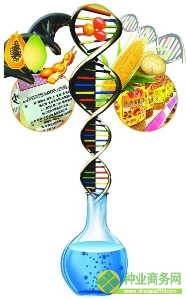 丘比沙拉醬的配料標簽顯示加工原料為轉基因大豆油 魯花食用油將“非轉基因”字樣置于明顯位置