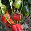 越夏、秋延、早春大棚紅甜椒品種-紅妃F1